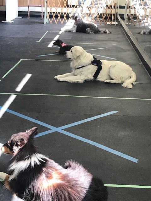 Multiple dogs relax in designated squares during therapy dog testing