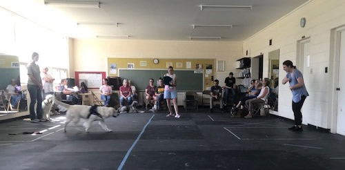 Dog approaches owner in therapy dog testing